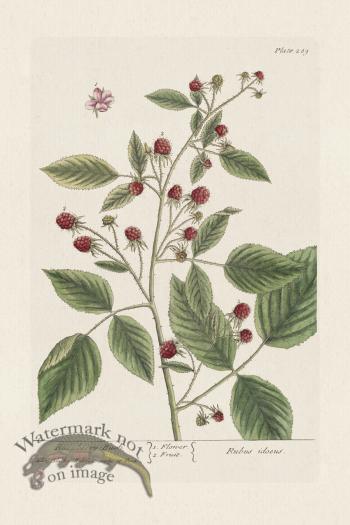 BEE 289 Raspberry-Bush